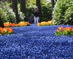 Muscari Armeniacum 15 Muscari Armeniacum -Beauty Flowers Shop muscari armeniacum 7