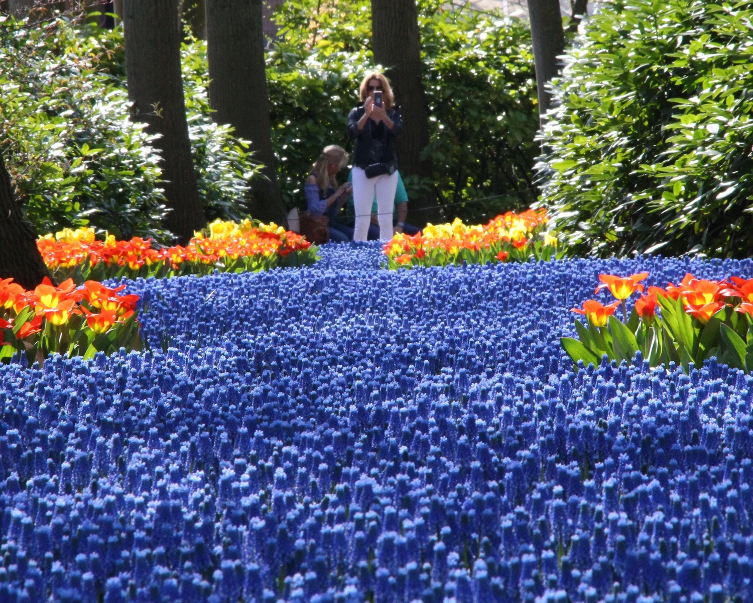 Muscari Armeniacum 6 Muscari Armeniacum - Image 4