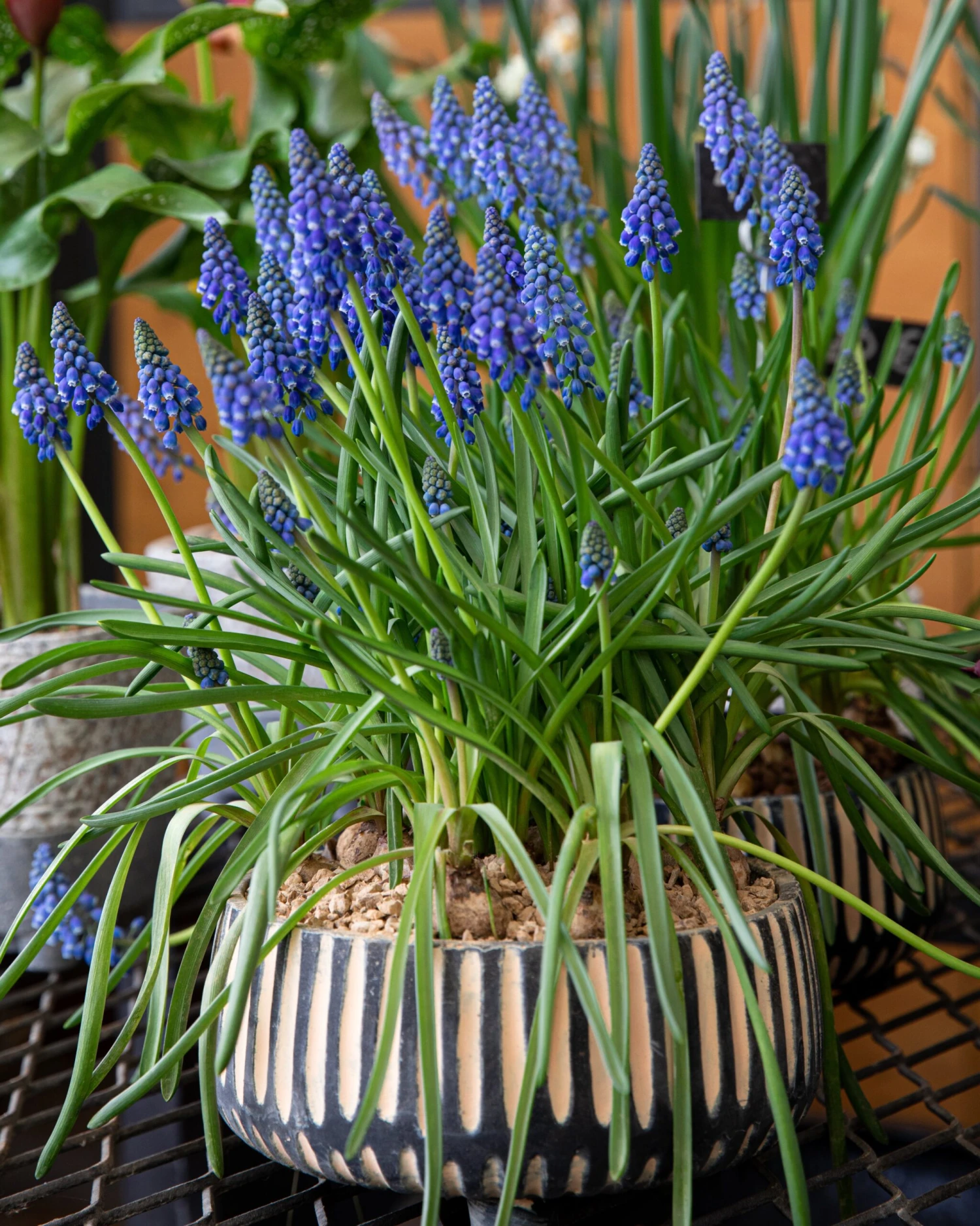 Muscari Armeniacum 4 Muscari Armeniacum - Image 2