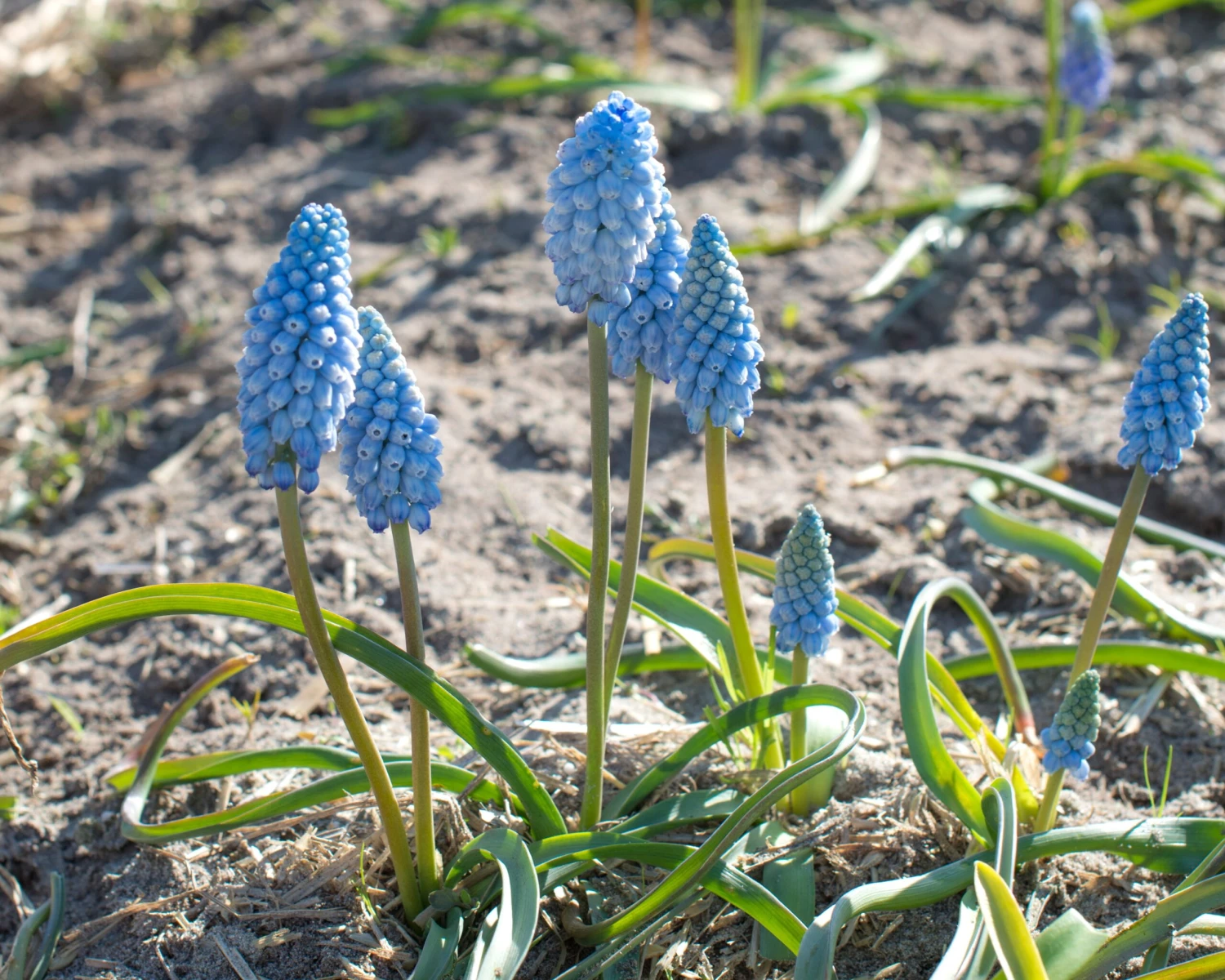 Muscari 'Baby's Breath' 8 Muscari 'Baby's Breath' - Image 6
