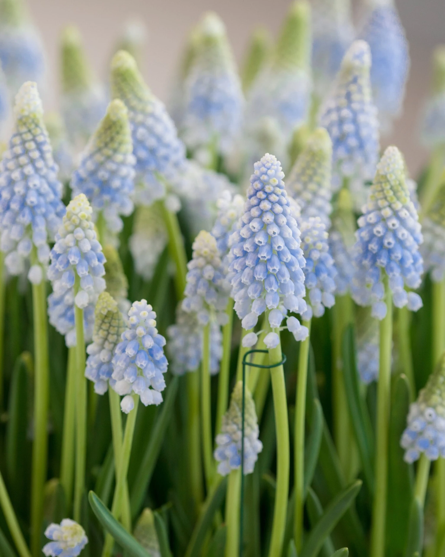 Muscari 'Baby's Breath' 6 Muscari 'Baby's Breath' - Image 4