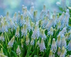 Muscari 'Baby's Breath' 13 Muscari 'Baby's Breath' -Beauty Flowers Shop muscari baby s breath 3