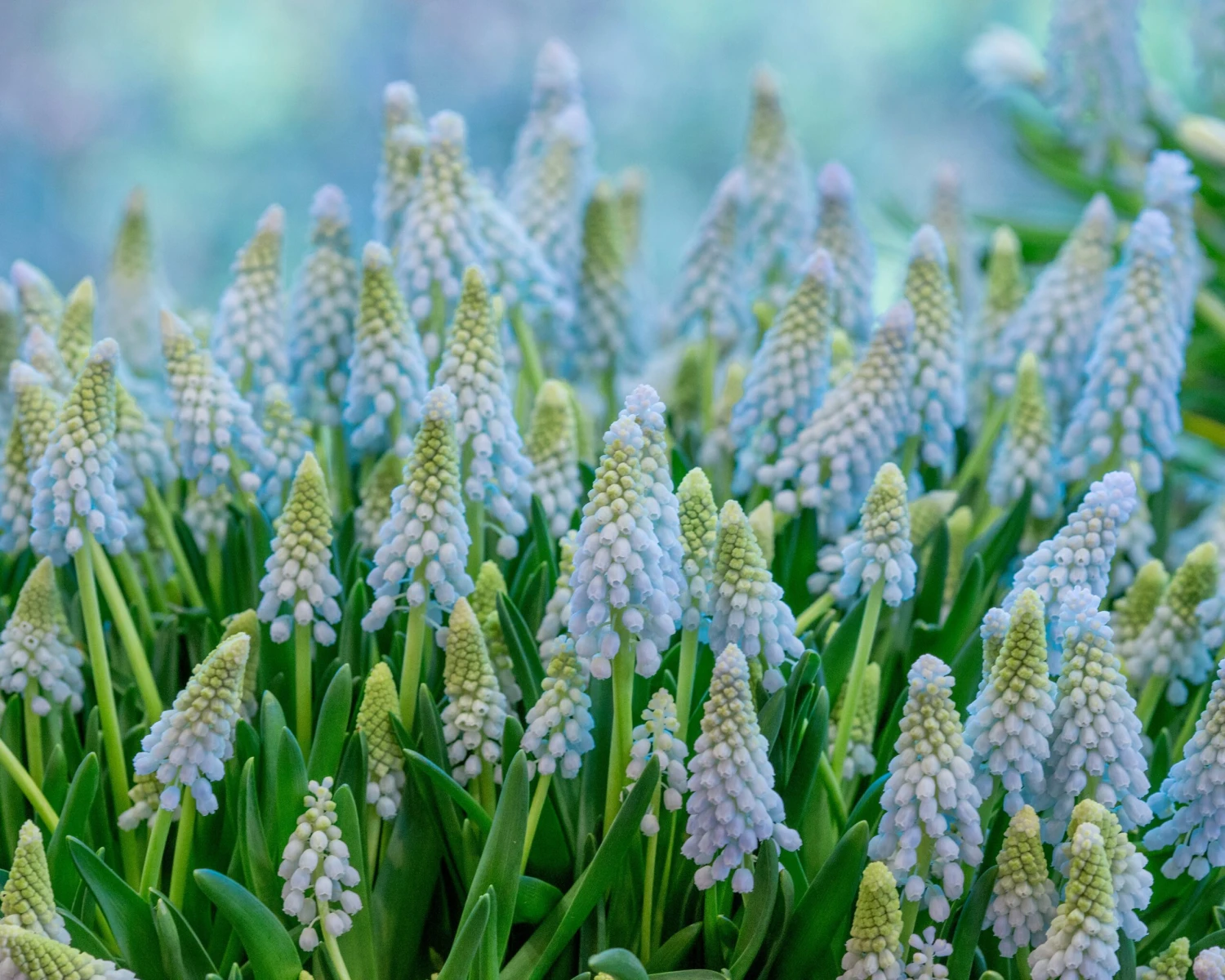 Muscari 'Baby's Breath' 7 Muscari 'Baby's Breath' - Image 5