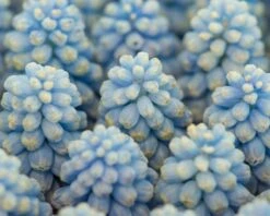 Muscari 'Baby's Breath' 15 Muscari 'Baby's Breath' -Beauty Flowers Shop muscari baby s breath 4