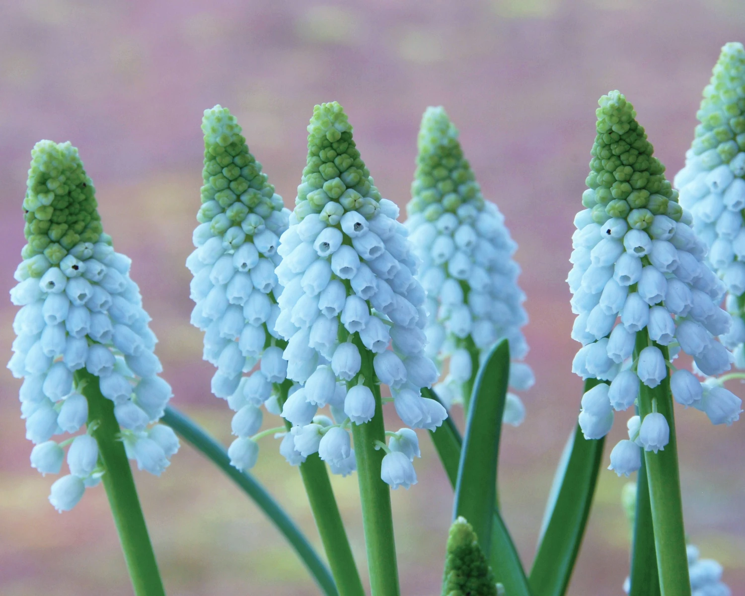 Muscari 'Baby's Breath' 5 Muscari 'Baby's Breath' - Image 3