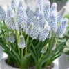 Muscari 'Baby's Breath' 2 Muscari 'Baby's Breath' -Beauty Flowers Shop muscari baby s breath 7