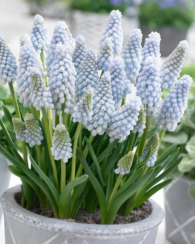 Muscari 'Baby's Breath' 3 Muscari 'Baby's Breath'