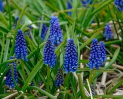 Muscari 'Bling Bling' 16 Muscari 'Bling Bling' -Beauty Flowers Shop muscari bling bling 1