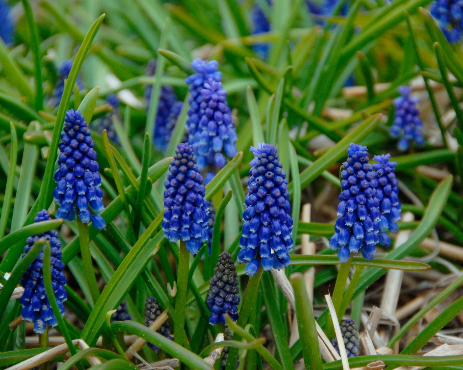 Muscari 'Bling Bling' 7 Muscari 'Bling Bling' - Image 5