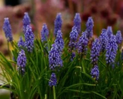 Muscari 'Bling Bling' 21 Muscari 'Bling Bling' -Beauty Flowers Shop muscari bling bling 10
