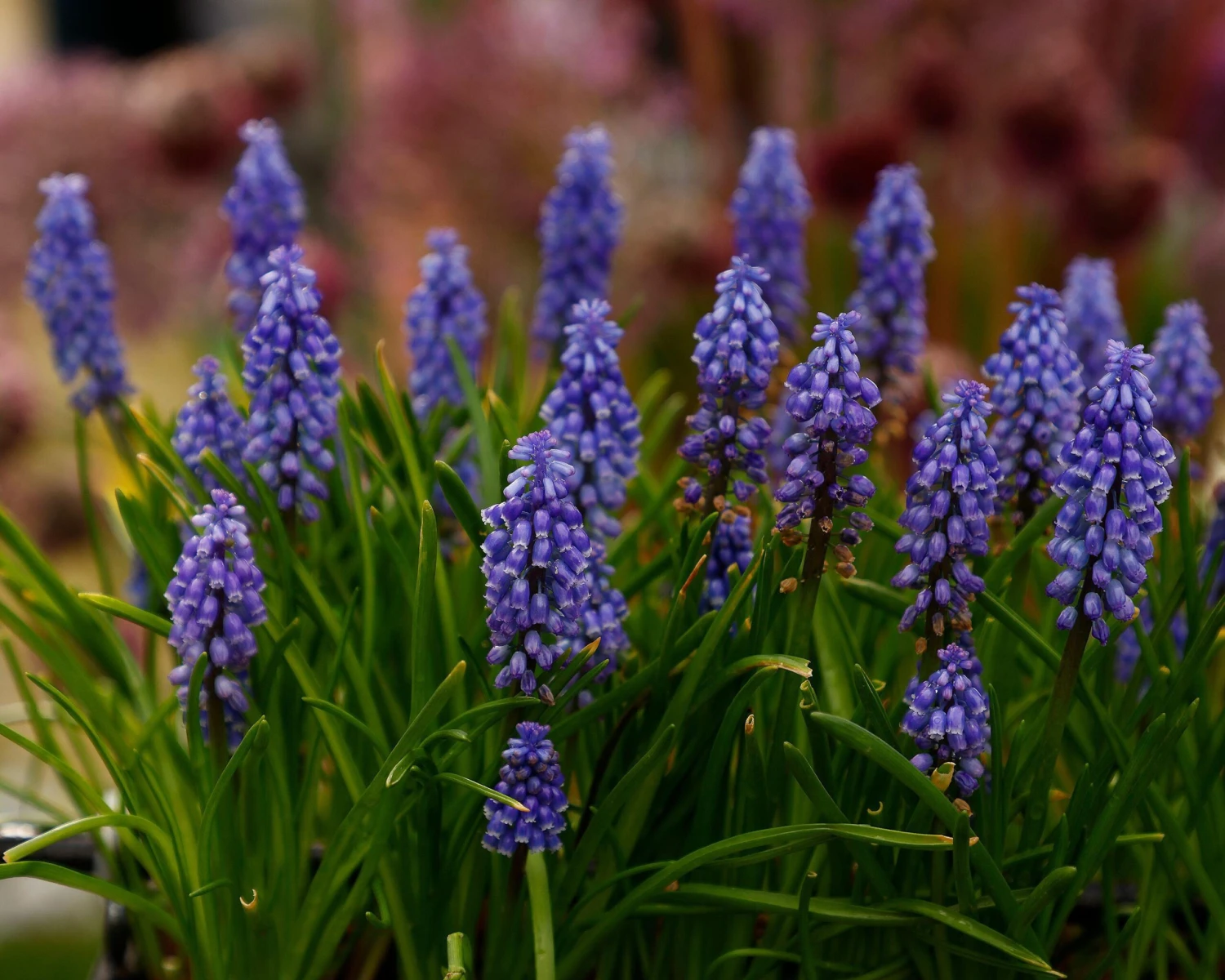 Muscari 'Bling Bling' 12 Muscari 'Bling Bling' - Image 10