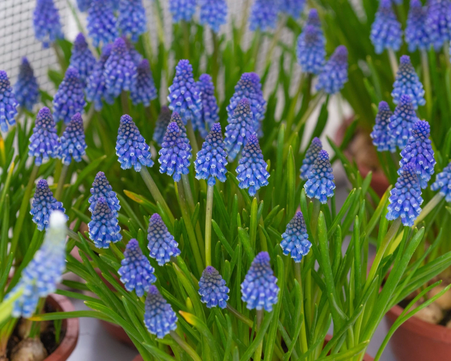 Muscari 'Bling Bling' 8 Muscari 'Bling Bling' - Image 6