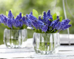Muscari 'Bling Bling' 18 Muscari 'Bling Bling' -Beauty Flowers Shop muscari bling bling 4