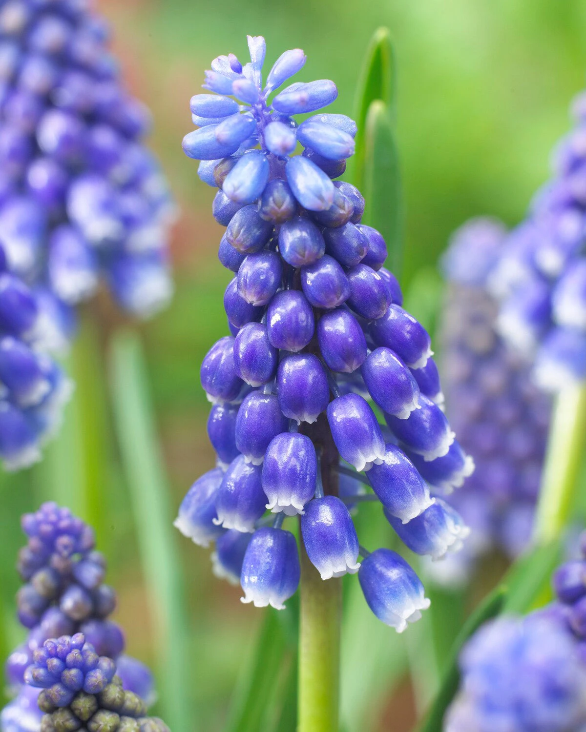 Muscari 'Bling Bling' 4 Muscari 'Bling Bling' - Image 2