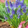 Muscari 'Bling Bling' 1 Muscari 'Bling Bling' -Beauty Flowers Shop muscari bling bling 6