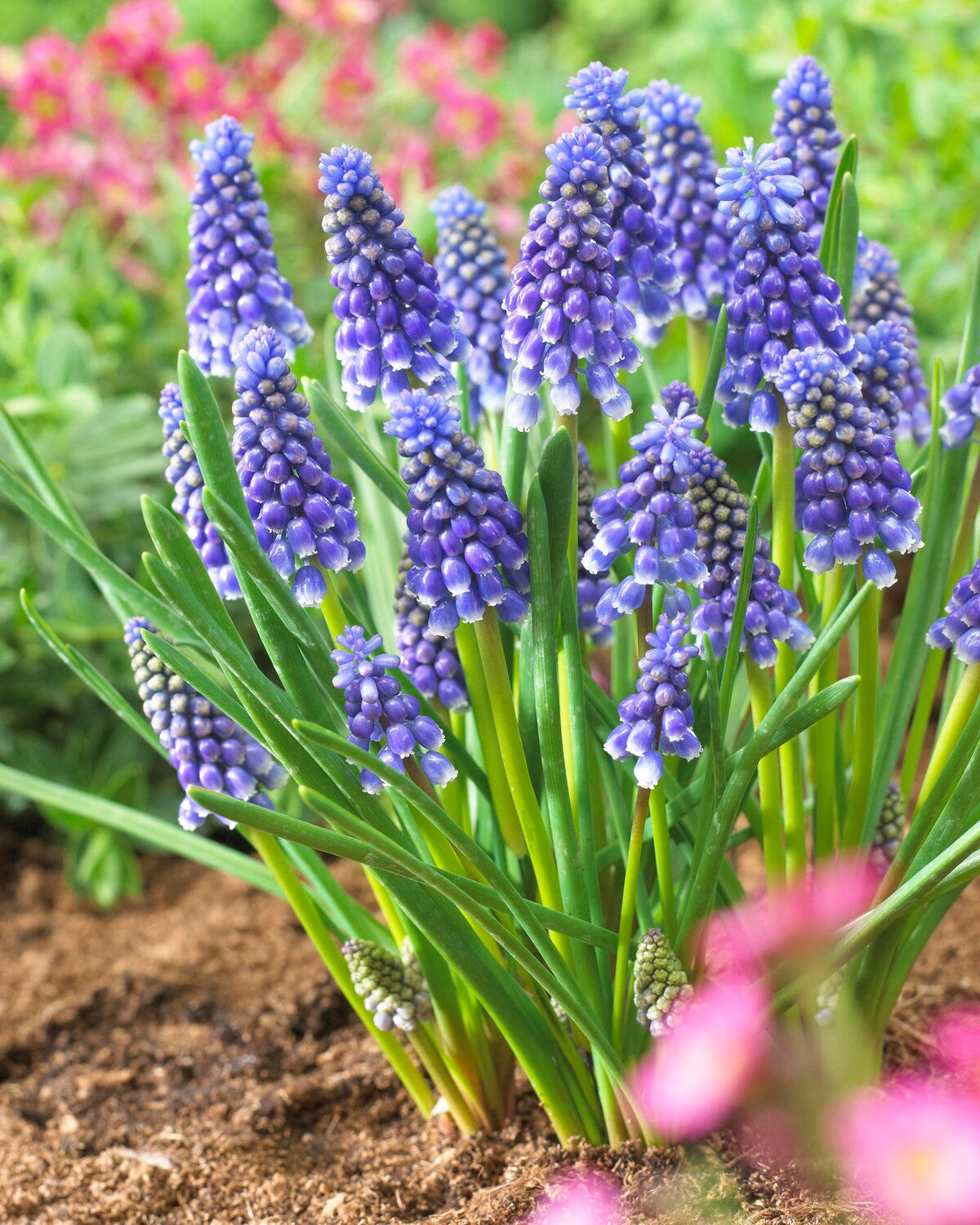 Muscari 'Bling Bling' 3 Muscari 'Bling Bling'