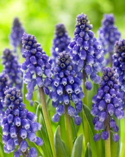 Muscari 'Bling Bling' 14 Muscari 'Bling Bling' -Beauty Flowers Shop muscari bling bling 8