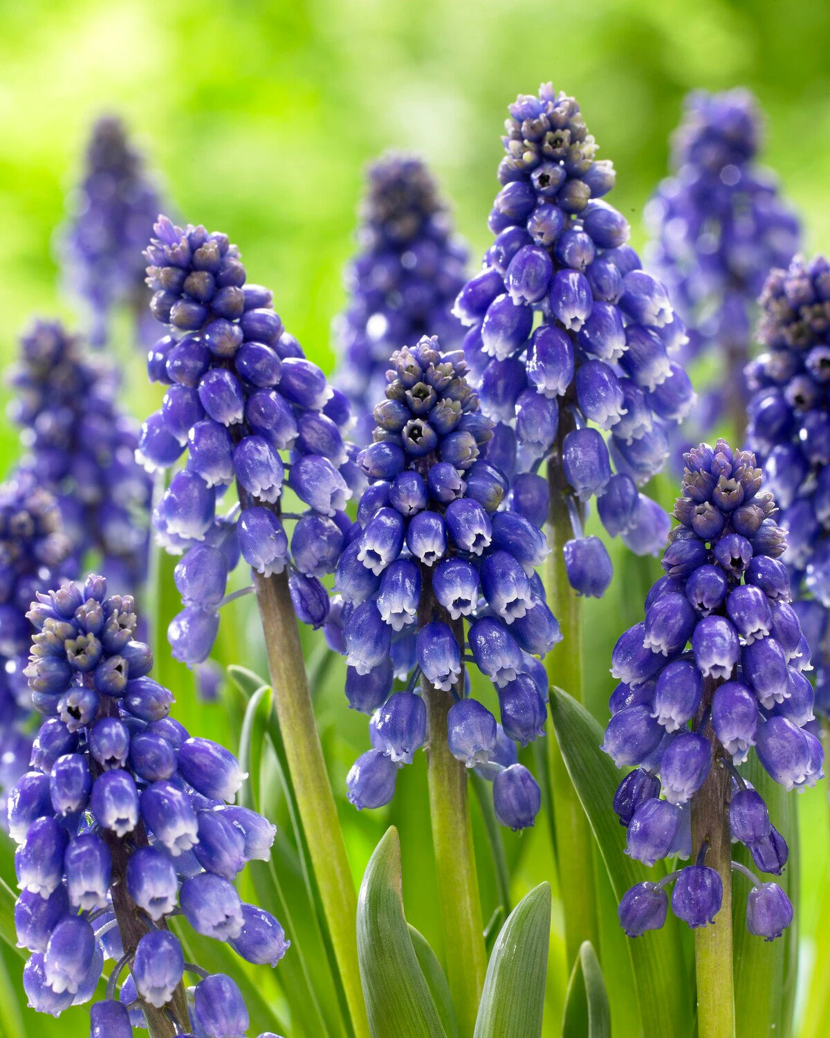 Muscari 'Bling Bling' 5 Muscari 'Bling Bling' - Image 3