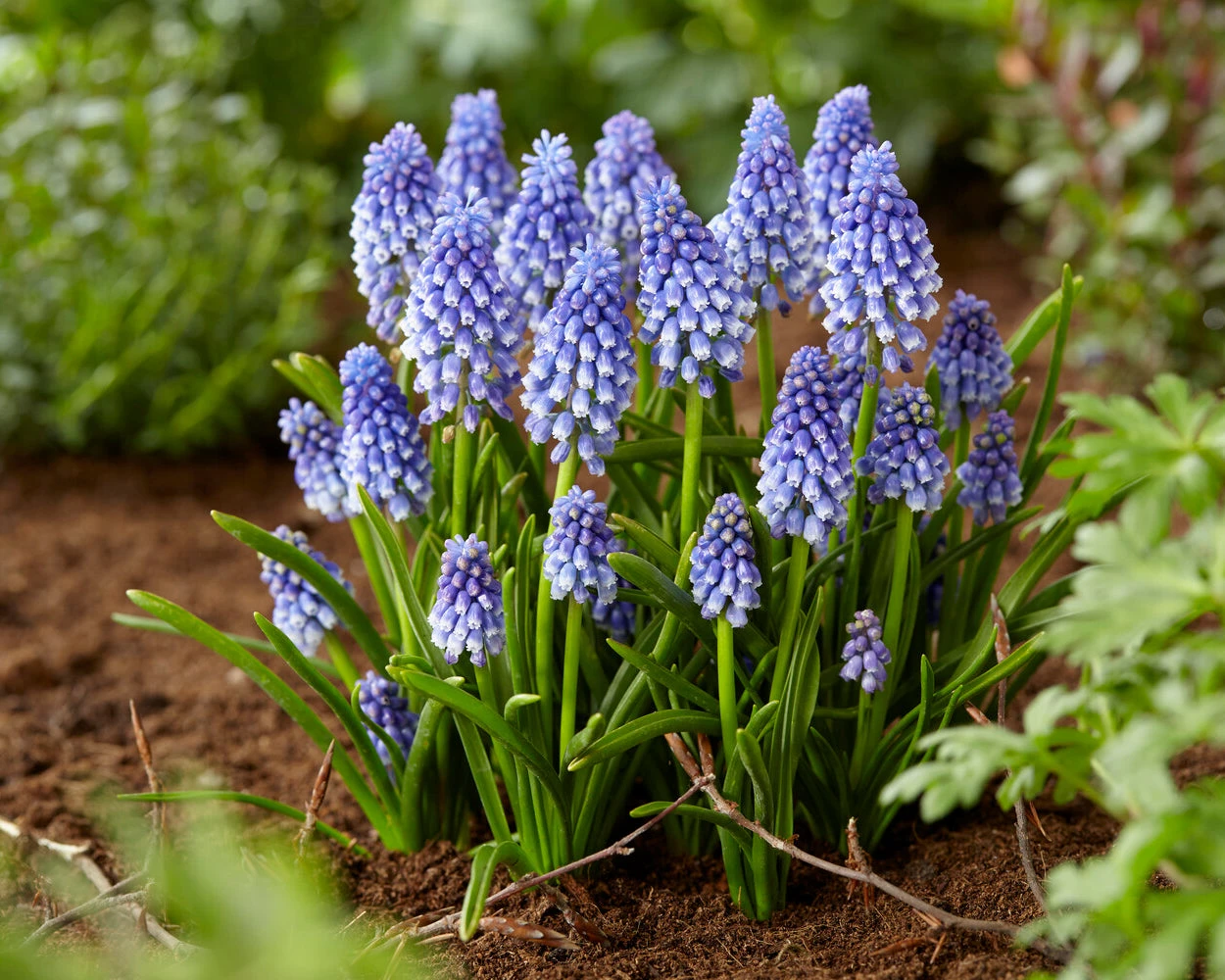 Muscari 'Bling Bling' 11 Muscari 'Bling Bling' - Image 9