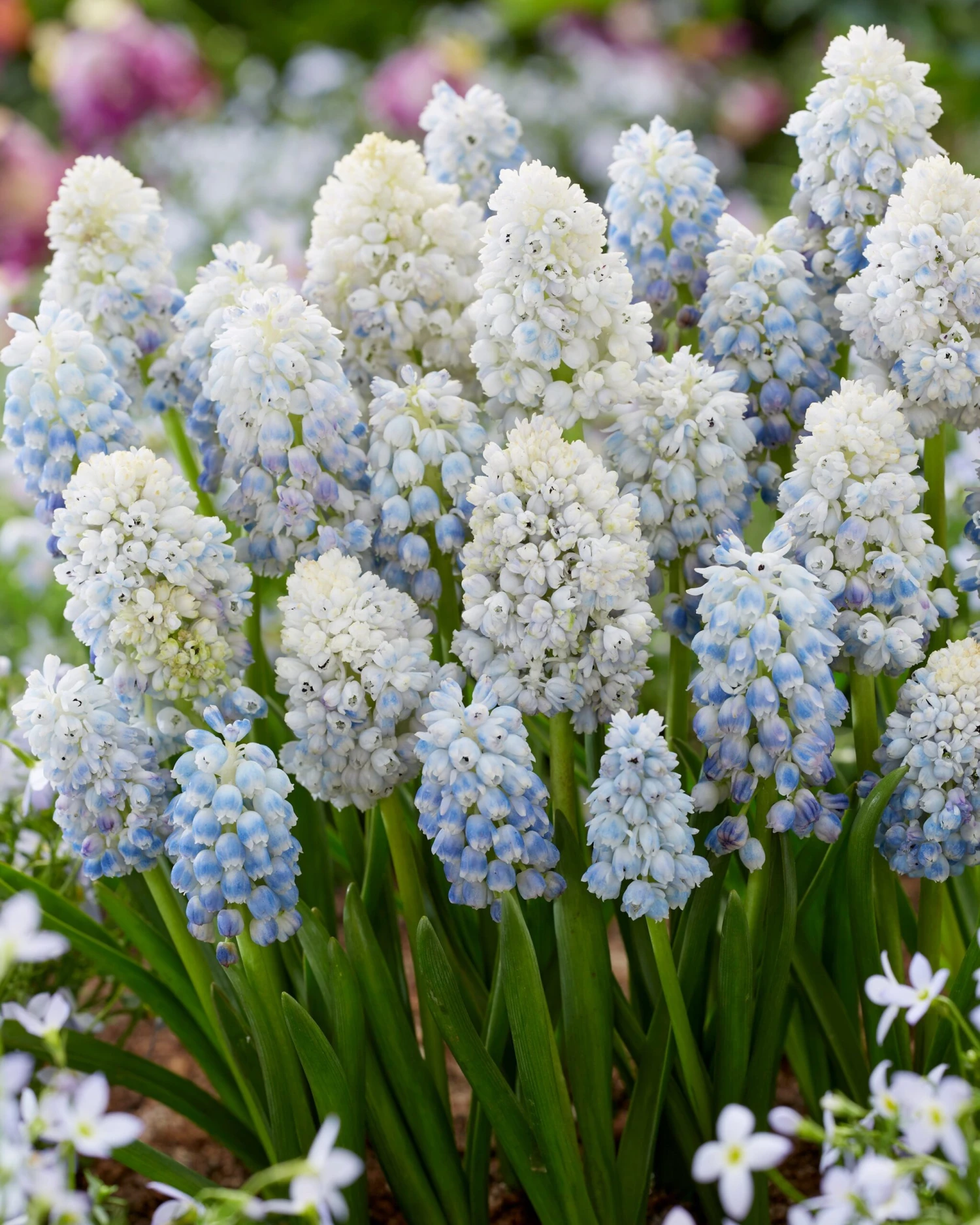 Muscari 'Nature's Beauty' 4 Muscari 'Nature's Beauty' - Image 2