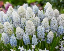 Muscari 'Nature's Beauty' 14 Muscari 'Nature's Beauty' -Beauty Flowers Shop muscari double beauty 3