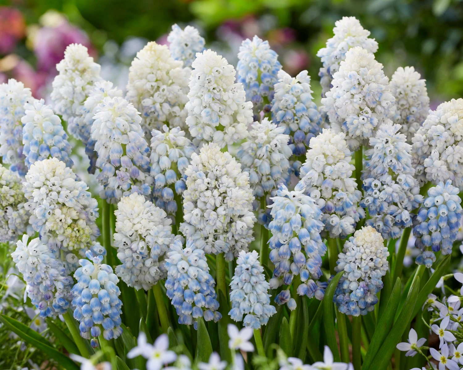 Muscari 'Nature's Beauty' 8 Muscari 'Nature's Beauty' - Image 6