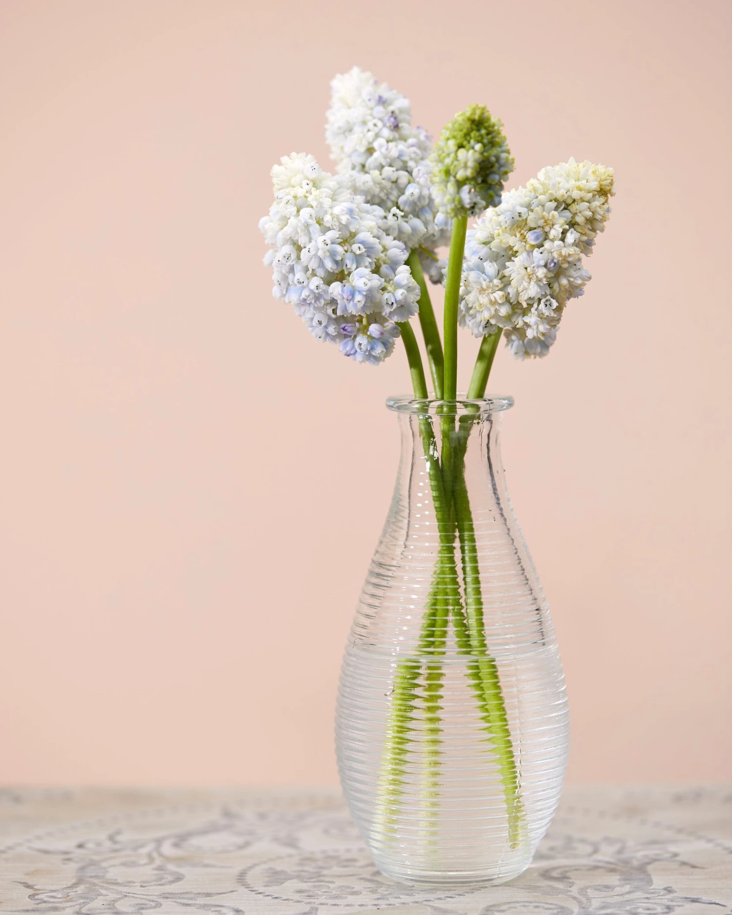 Muscari 'Nature's Beauty' 6 Muscari 'Nature's Beauty' - Image 4