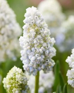 Muscari 'Nature's Beauty' 13 Muscari 'Nature's Beauty' -Beauty Flowers Shop muscari double beauty 5