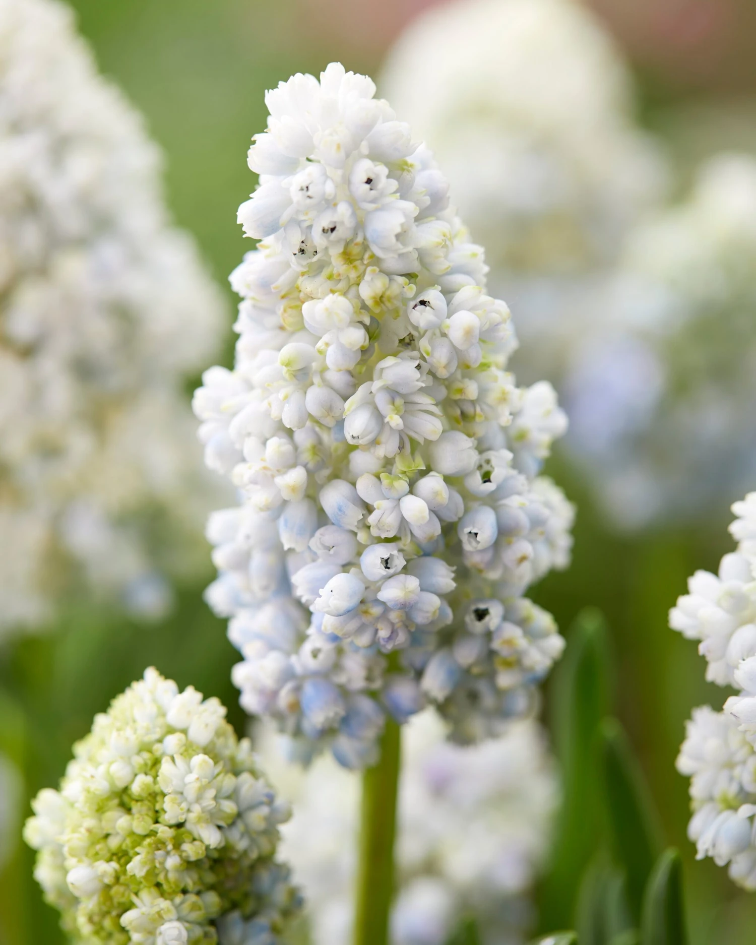 Muscari 'Nature's Beauty' 7 Muscari 'Nature's Beauty' - Image 5