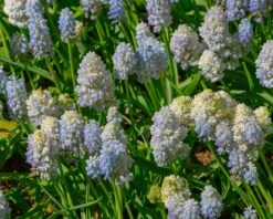 Muscari 'Nature's Beauty' 15 Muscari 'Nature's Beauty' -Beauty Flowers Shop muscari double beauty 6