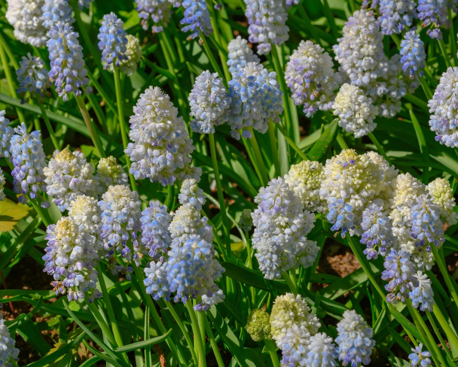 Muscari 'Nature's Beauty' 9 Muscari 'Nature's Beauty' - Image 7