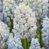 Muscari 'Nature's Beauty' 2 Muscari 'Nature's Beauty' -Beauty Flowers Shop muscari double beauty 7