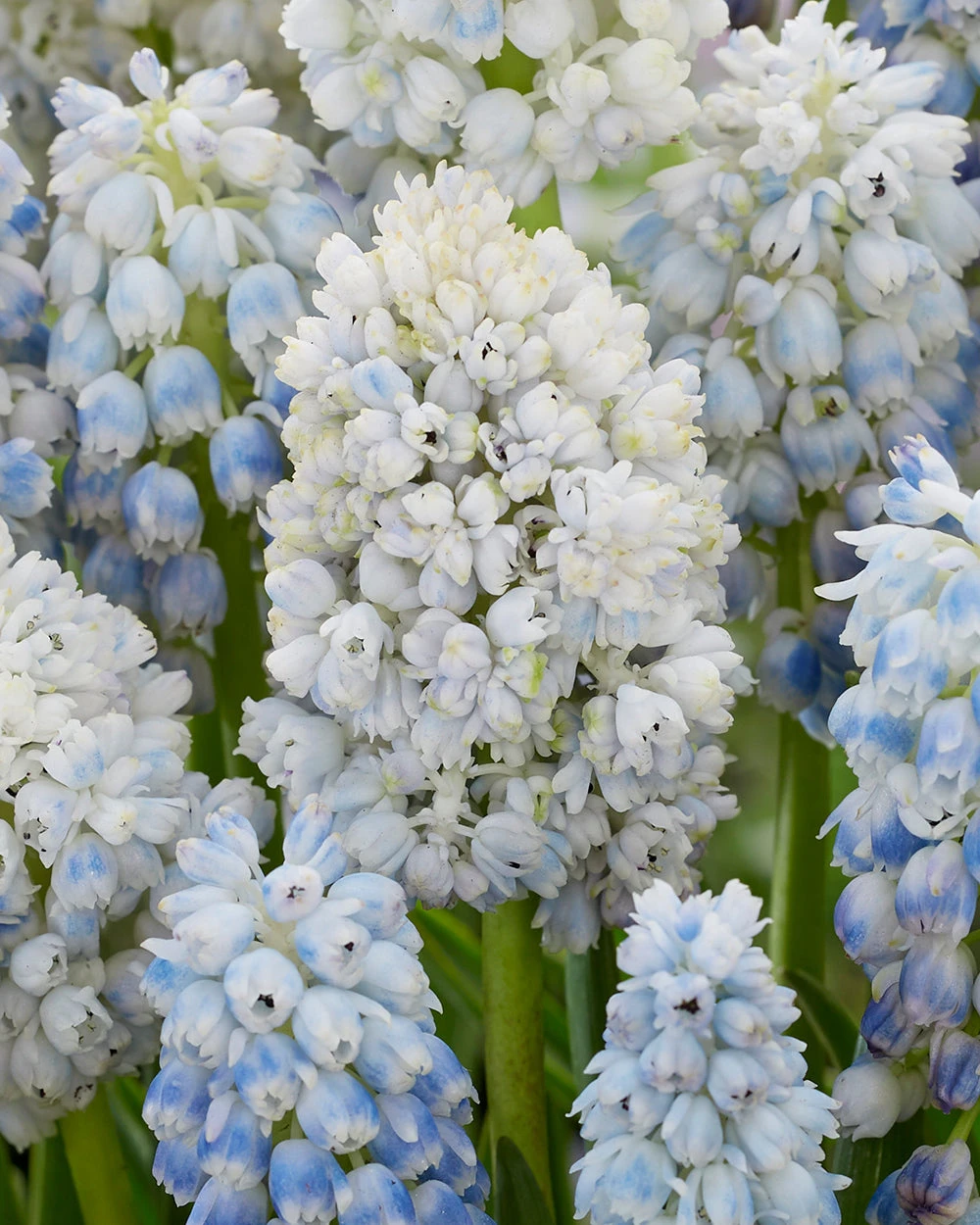 Muscari 'Nature's Beauty' 3 Muscari 'Nature's Beauty'