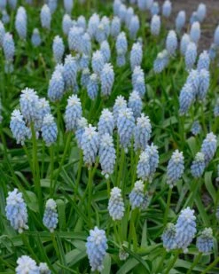Muscari 'Esther' 10 Muscari 'Esther' -Beauty Flowers Shop muscari esther 1