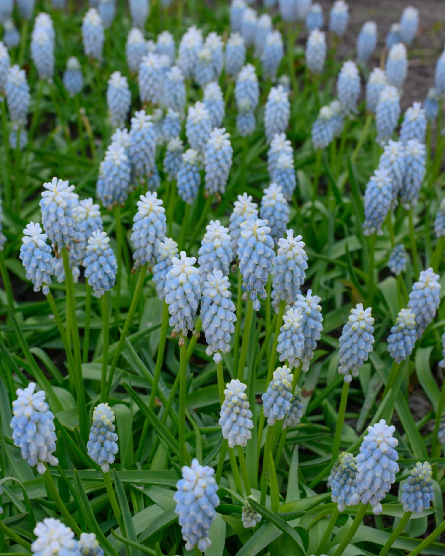 Muscari 'Esther' 5 Muscari 'Esther' - Image 3