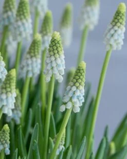 Muscari 'Esther' 12 Muscari 'Esther' -Beauty Flowers Shop muscari esther 4