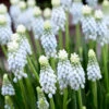 Muscari 'Esther' 1 Muscari 'Esther' -Beauty Flowers Shop muscari esther 5 374275f4 06de 46ec a756 8f5190f59796
