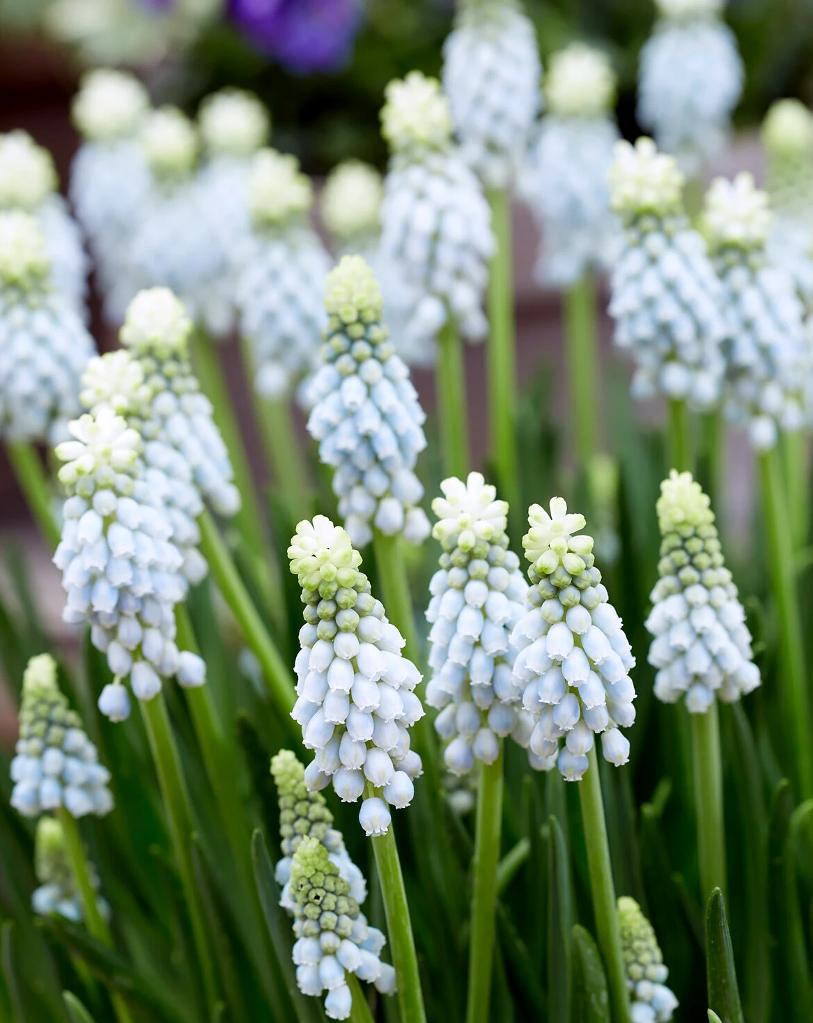 Muscari 'Esther' 3 Muscari 'Esther'