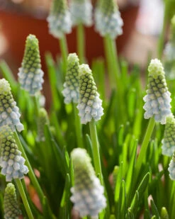 Muscari 'Esther' 13 Muscari 'Esther' -Beauty Flowers Shop muscari esther 7