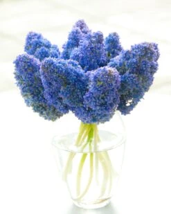 Muscari 'Fantasy Creation' 8 Muscari 'Fantasy Creation' -Beauty Flowers Shop muscari fantasy creation 1