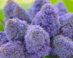 Muscari 'Fantasy Creation' 9 Muscari 'Fantasy Creation' -Beauty Flowers Shop muscari fantasy creation 3