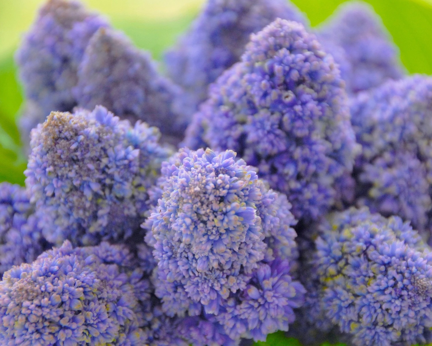 Muscari 'Fantasy Creation' 6 Muscari 'Fantasy Creation' - Image 4