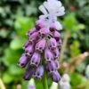 Muscari 'Grape Ice' 2 Muscari 'Grape Ice' -Beauty Flowers Shop muscari grape ice 0