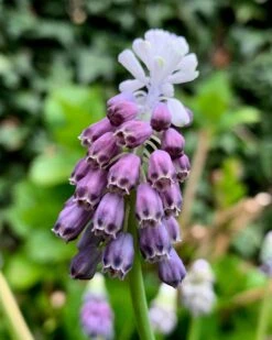 Muscari 'Grape Ice'
