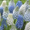 Muscari Collection 'Grapevine' 1 Muscari Collection 'Grapevine' -Beauty Flowers Shop muscari grapevine collection 1