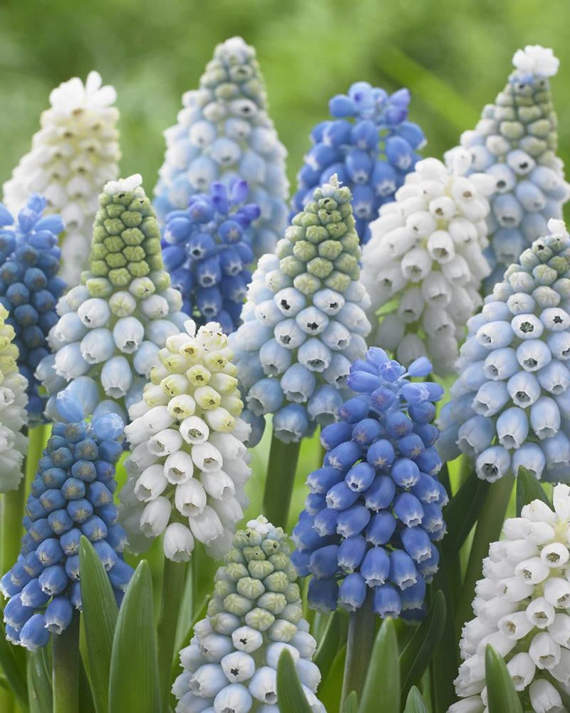 Muscari Collection 'Grapevine' 3 Muscari Collection 'Grapevine'