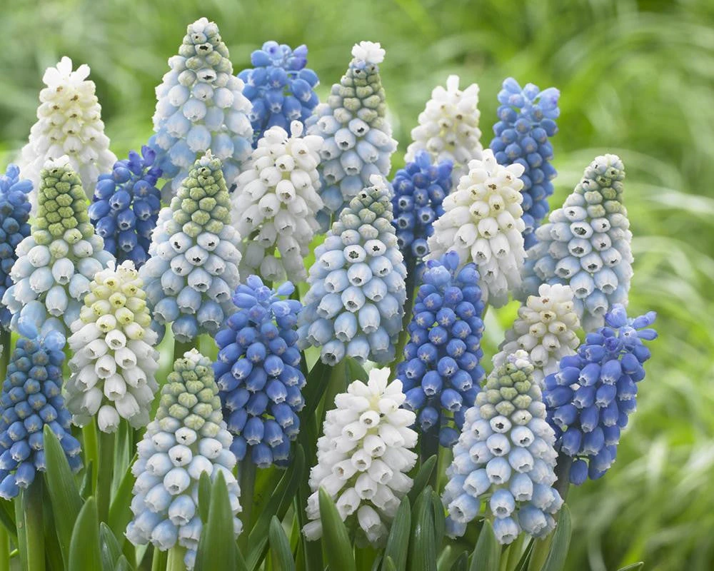 Muscari Collection 'Grapevine' 4 Muscari Collection 'Grapevine' - Image 2