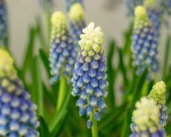 Muscari 'Julia' 15 Muscari 'Julia' -Beauty Flowers Shop muscari julia 1