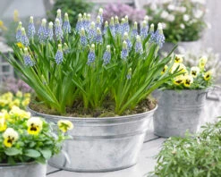 Muscari 'Julia' 21 Muscari 'Julia' -Beauty Flowers Shop muscari julia 10