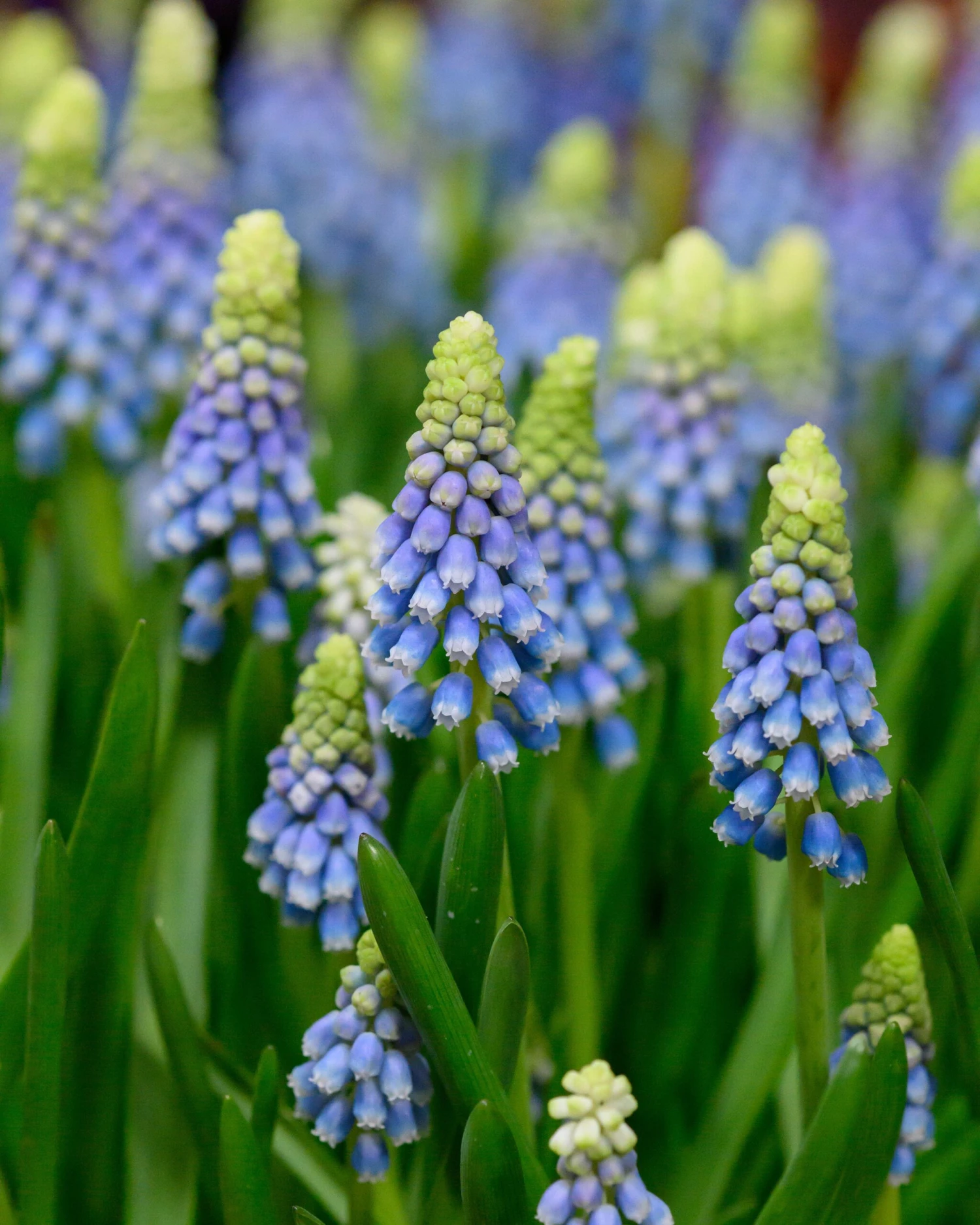 Muscari 'Julia' 8 Muscari 'Julia' - Image 6